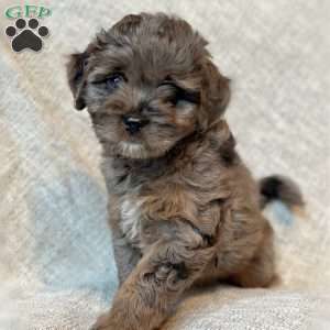 Tripp, Mini Aussiedoodle Puppy